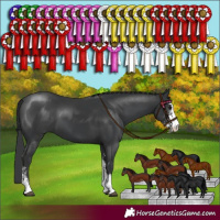 Horse Color:Black Sabino 