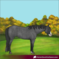 Horse Color:Blue Roan Splash 