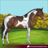 Horse Color:Brown Tobiano 