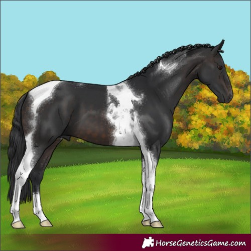 Horse Color:Brown Tobiano