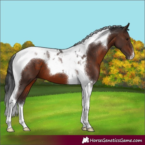 Horse Color:Brown Tobiano