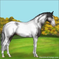 Horse Color:Brown Sabino Tobiano Frame 