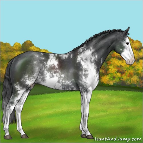 Horse Color:Black Sabino Splash Rabicano