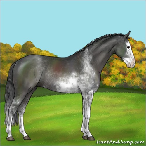 Horse Color:Black Sabino Splash Rabicano