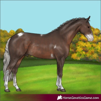 Horse Color:Silver Black Sabino Tobiano Rabicano