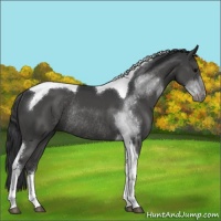 Horse Color:Black Sabino Tobiano Rabicano