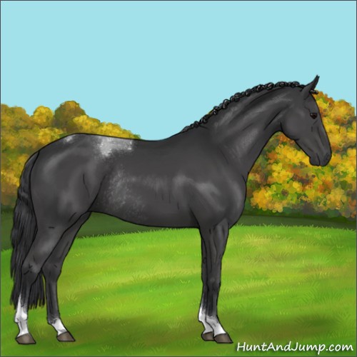 Horse Color:Black Sabino Tobiano Rabicano