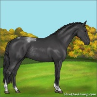 Horse Color:Black Sabino Tobiano Rabicano 