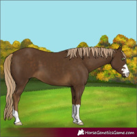 Horse Color:Chocolate Palomino 