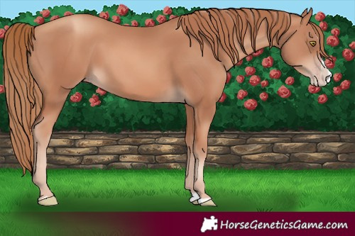 Horse Color:Gold Champagne Splash 