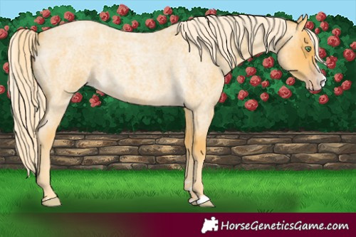 Horse Color:Gold Cream Champagne Roan Splash