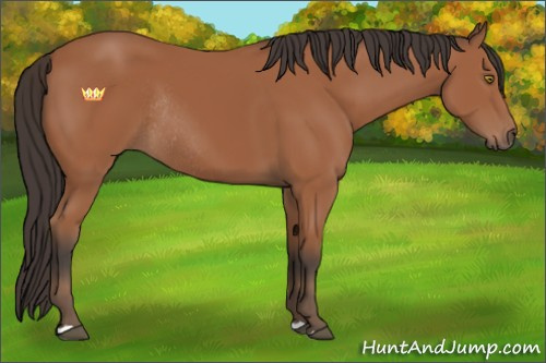 Horse Color:Bay Rabicano 