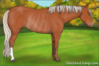 Horse Color:Silver Bay Rabicano