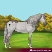 Horse Color:Platinum Chocolate Palomino Dun 