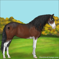 Horse Color:Brown Sabino 