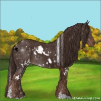 Horse Color:White Spotted Liver Chestnut 