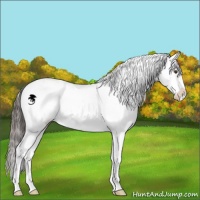 Horse Color:Classic Champagne Dun Sabino 