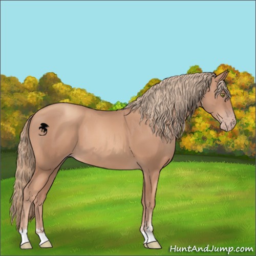 Horse Color:Gold Champagne Sabino