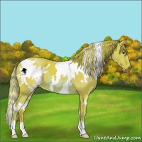 Horse Color:Watercolor White Spotted Chestnut 
