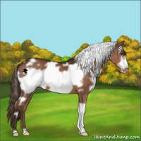 Horse Color:White Spotted Liver Chestnut Frame 