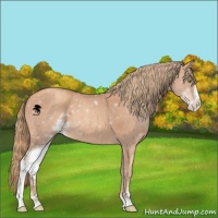 Horse Color:Gold Champagne Sabino 