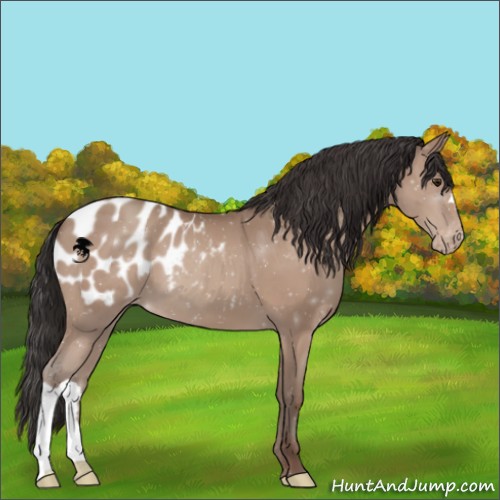 Horse Color:Classic Champagne Appaloosa 