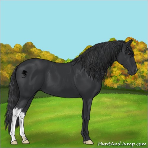 Horse Color:Black 
