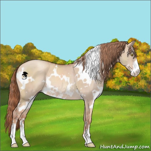 Horse Color:White Spotted Gold Champagne Dun Sabino 