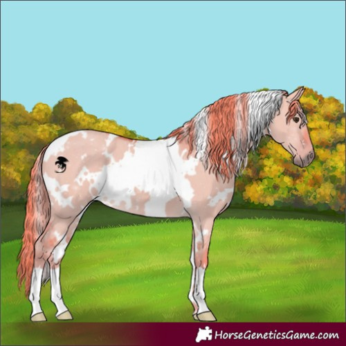 Horse Color:Watercolor White Spotted Liver Red Dun 