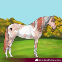 Horse Color:Watercolor White Spotted Liver Red Dun 
