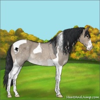 Horse Color:Brown Dun Sabino Tobiano