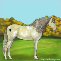 Horse Color:Watercolor White Spotted Gold Champagne 