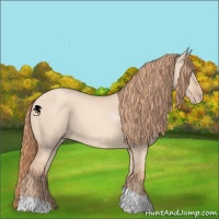 Horse Color:Gold Champagne Dun 