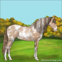 Horse Color:White Spotted Black Pearl Sabino 