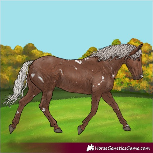 Horse Color:White Spotted Silver Black 