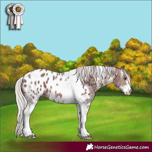 Horse Color:Silver Brown Sabino Tobiano Appaloosa 