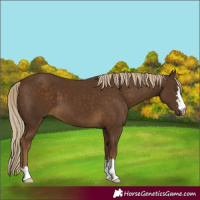 Horse Color:Chocolate Palomino 