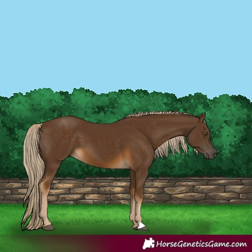 Horse Color:Chocolate Palomino 