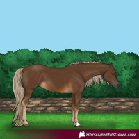 Horse Color:Chocolate Palomino 