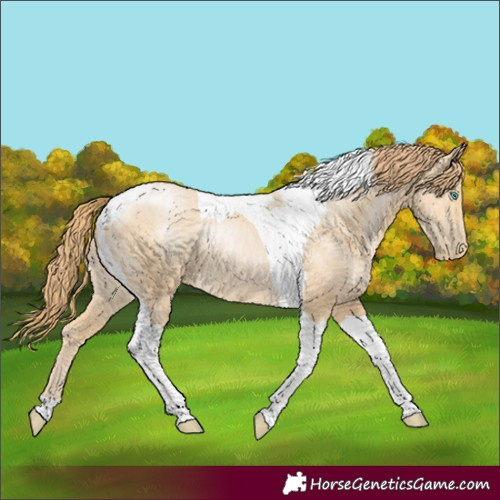 Horse Color:Smoky Black Pearl Tobiano