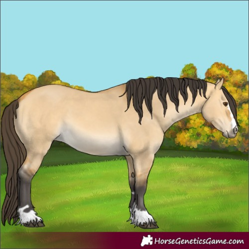 Horse Color:Buckskin Dun 