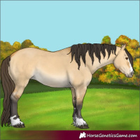 Horse Color:Buckskin Dun 