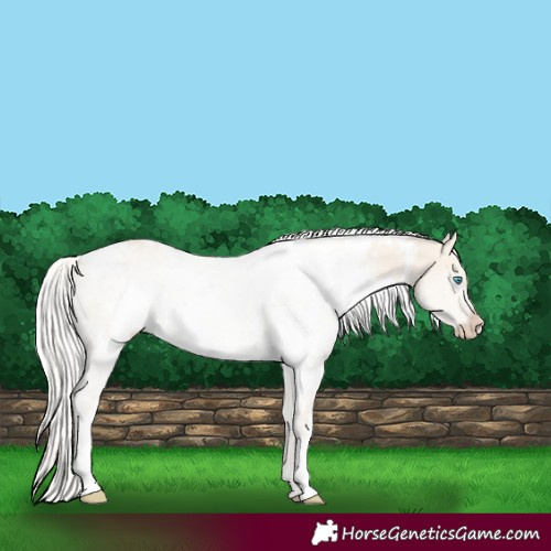 Horse Color:White Spotted Cremello Dun