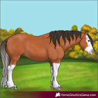 Horse Color:Bay Splash 