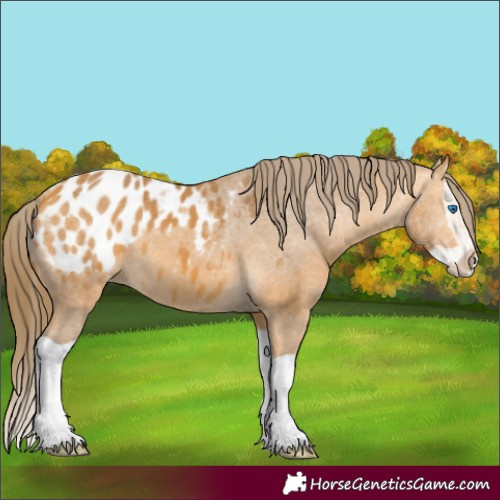 Horse Color:Buckskin Splash Appaloosa 
