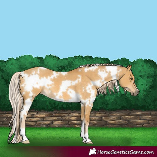 Horse Color:White Spotted Palomino Dun 