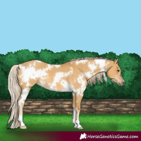 Horse Color:White Spotted Palomino Dun 