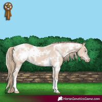 Horse Color:White Spotted Smoky Creme 