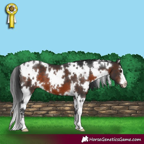 Horse Color:White Spotted Brown