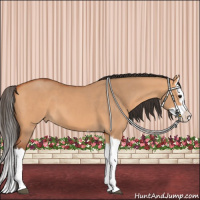 Horse Color:Bay Dun Splash 